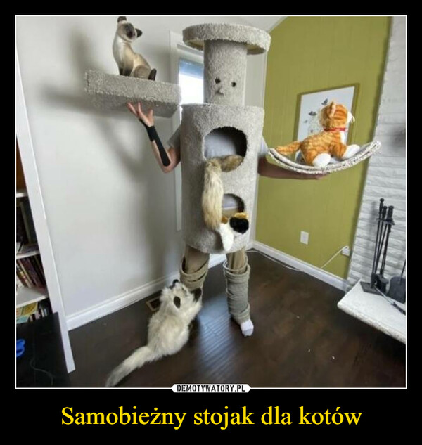 Samobieżny stojak dla kotów –  