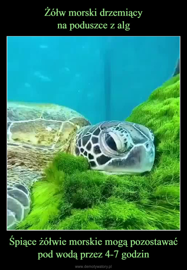 Śpiące żółwie morskie mogą pozostawać pod wodą przez 4-7 godzin –  