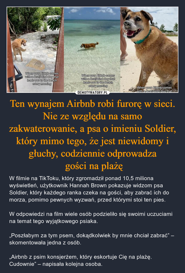 Ten wynajem Airbnb robi furorę w sieci. Nie ze względu na samo zakwaterowanie, a psa o imieniu Soldier, który mimo tego, że jest niewidomy i głuchy, codziennie odprowadza gości na plażę – W filmie na TikToku, który zgromadził ponad 10,5 miliona wyświetleń, użytkownik Hannah Brown pokazuje widzom psa Soldier, który każdego ranka czeka na gości, aby zabrać ich do morza, pomimo pewnych wyzwań, przed którymi stoi ten pies.W odpowiedzi na film wiele osób podzieliło się swoimi uczuciami na temat tego wyjątkowego psiaka.„Poszłabym za tym psem, dokądkolwiek by mnie chciał zabrać” – skomentowała jedna z osób.„Airbnb z psim konsjerżem, który eskortuje Cię na plażę. Cudownie” – napisała kolejna osoba. When your Airbnb comeswith a deaf/blind dog thatleads you to the beachevery morningWhen your Airbnb comeswith a deaf/blind dog thatleads you to the beachevery morningWhen your Airbnb comeswith a deaf/blind dog that