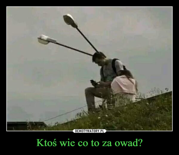 Ktoś wie co to za owad? –  