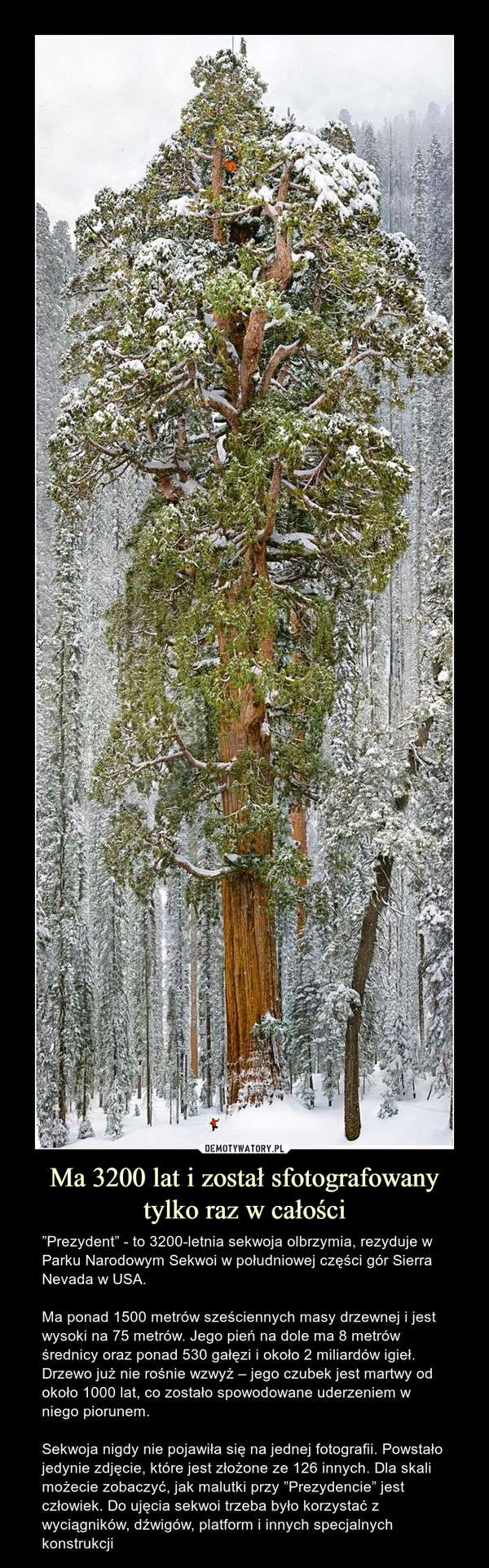 Ma 3200 lat i został sfotografowany tylko raz w całości – ”Prezydent” - to 3200-letnia sekwoja olbrzymia, rezyduje w Parku Narodowym Sekwoi w południowej części gór Sierra Nevada w USA.Ma ponad 1500 metrów sześciennych masy drzewnej i jest wysoki na 75 metrów. Jego pień na dole ma 8 metrów średnicy oraz ponad 530 gałęzi i około 2 miliardów igieł. Drzewo już nie rośnie wzwyż – jego czubek jest martwy od około 1000 lat, co zostało spowodowane uderzeniem w niego piorunem. Sekwoja nigdy nie pojawiła się na jednej fotografii. Powstało jedynie zdjęcie, które jest złożone ze 126 innych. Dla skali możecie zobaczyć, jak malutki przy ”Prezydencie” jest człowiek. Do ujęcia sekwoi trzeba było korzystać z wyciągników, dźwigów, platform i innych specjalnych konstrukcji 